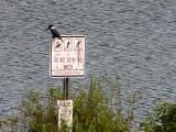 wKingfisher on Sign.jpg