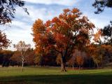 wSugarloaf Trees13.jpg