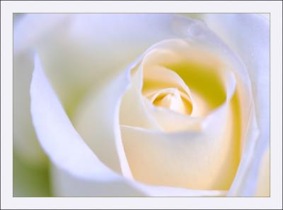 Soft White Rose