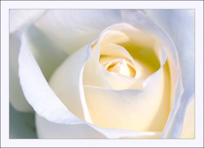Sharp White Rose