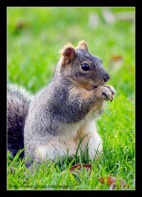 Squirrel8