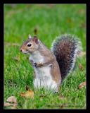 Squirrel9