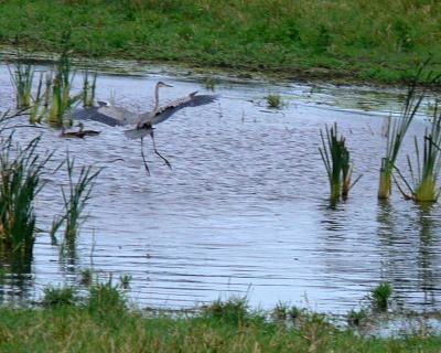 Great Blue Heron