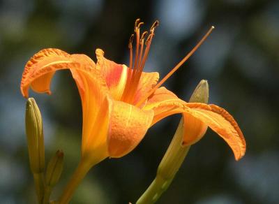 Day Lilly