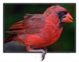 Genes Cardinal