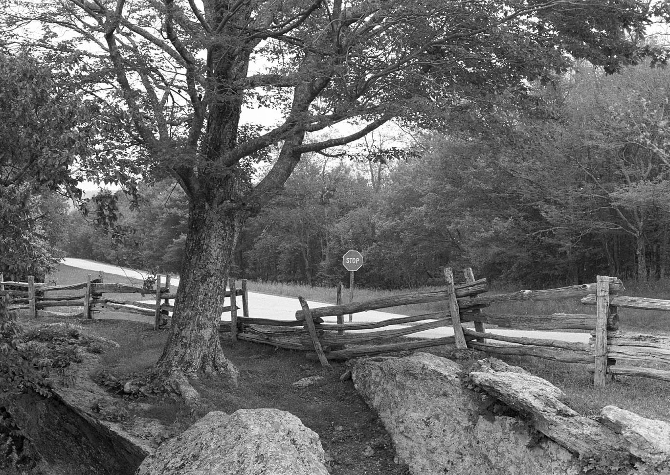 Tree by the Road