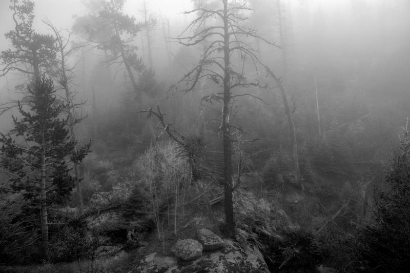 Trees