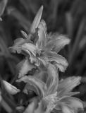 Day Lily II