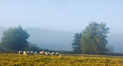 Misty Sheeps