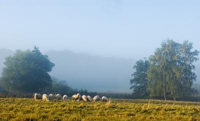 Misty Sheeps 2