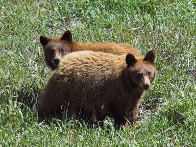 yellowstone_2005