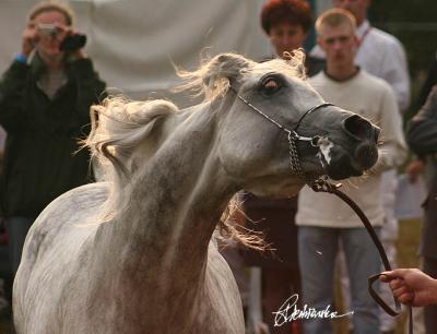Janow Podlaski Arabian Horse Show  2005