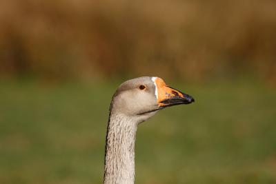 v3/54/500854/3/51580914.1D2_fowl_2.jpg