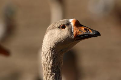 v3/54/500854/3/51580915.5D_fowl_2.jpg