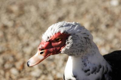 v3/54/500854/3/51580916.1D2_fowl_3.jpg