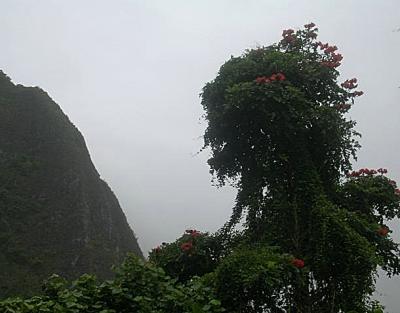 ever-blooming African tulip tree