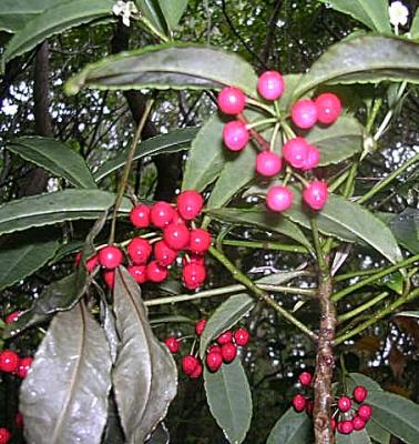 tree of life -- Kona coffee au natural