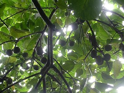 Kukui nuts