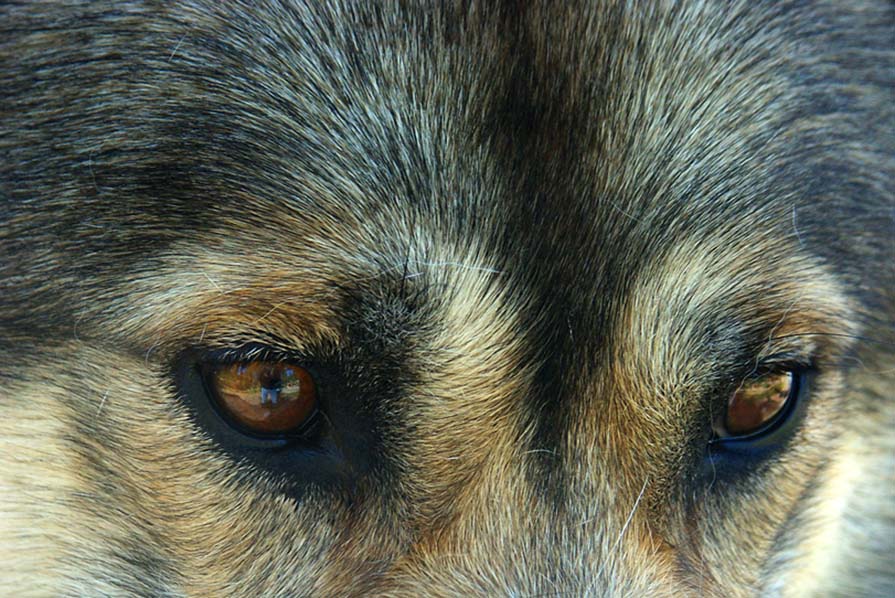 Sled Dog