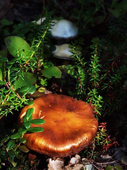 shrooms!