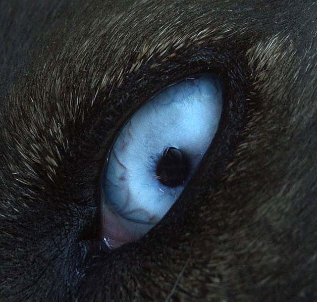 The Watchful Eye
