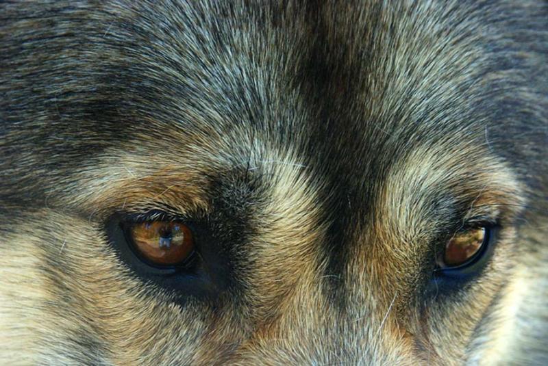 Sled Dog
