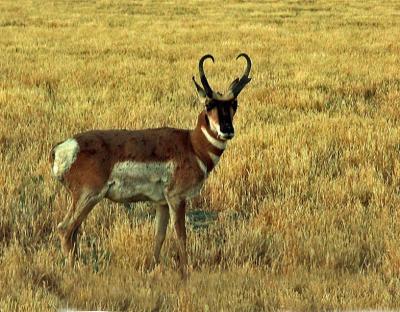 June 25, 2005 - Pronghorn