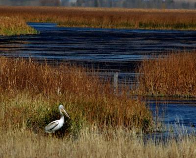 American White Pelican