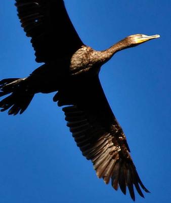 Cormorant on the Wing
