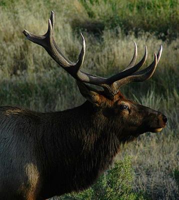 v3/54/54554/3/50365892.elk.jpg