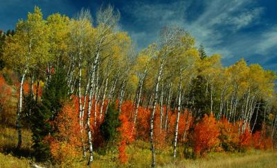 Autumn Colors - Highway 89