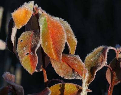 More Frosty Leaves