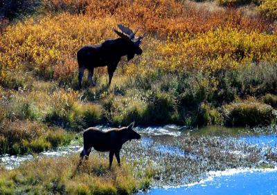 Moose with Autumn Color