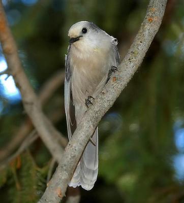 Gray Jay
