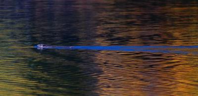 A Beaver and its Wake