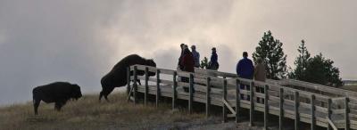 Bison Crossing