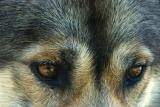 Sled Dog