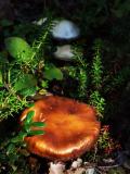shrooms!