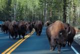 The bison are coming, the bison are coming!