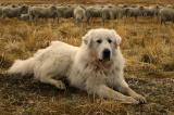 October 28, 2005 - Great Pyrenees and Flock