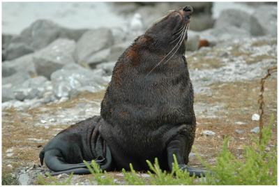 Otarie de Nouvelle-Zlande
New Zealand Fur seal