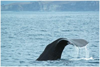 Cachalot - Sperm Whale