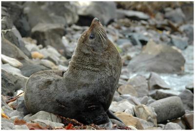 Otarie de Nouvelle-Zlande
New Zealand Fur seal