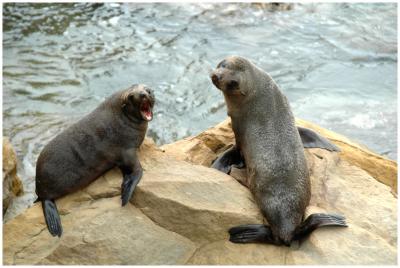 Otarie de Nouvelle-Zlande
New Zealand Fur seal