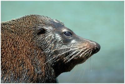 Otarie de Nouvelle-Zlande
New Zealand Fur seal