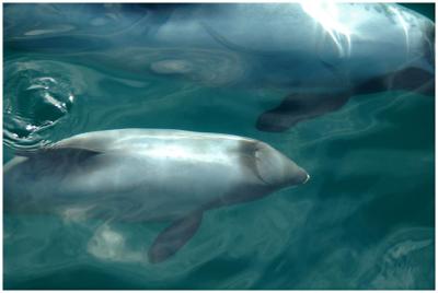 Dauphin d'Hector - Hector's Dolphin