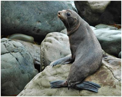 Otarie de Nouvelle-Zlande
New Zealand Fur seal
