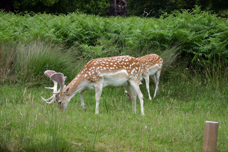 Deer at Richmond Park