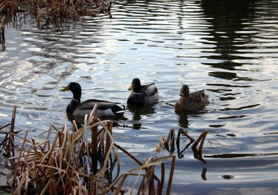 Sheffield Park - Ducks