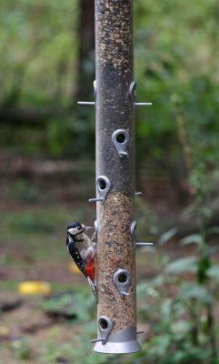 The Greater Spotted Woodpecker III